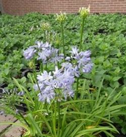 Little Dutch Blue Lily of the Nile, Agapanthus, Agapanthus 'Little Dutch Blue'